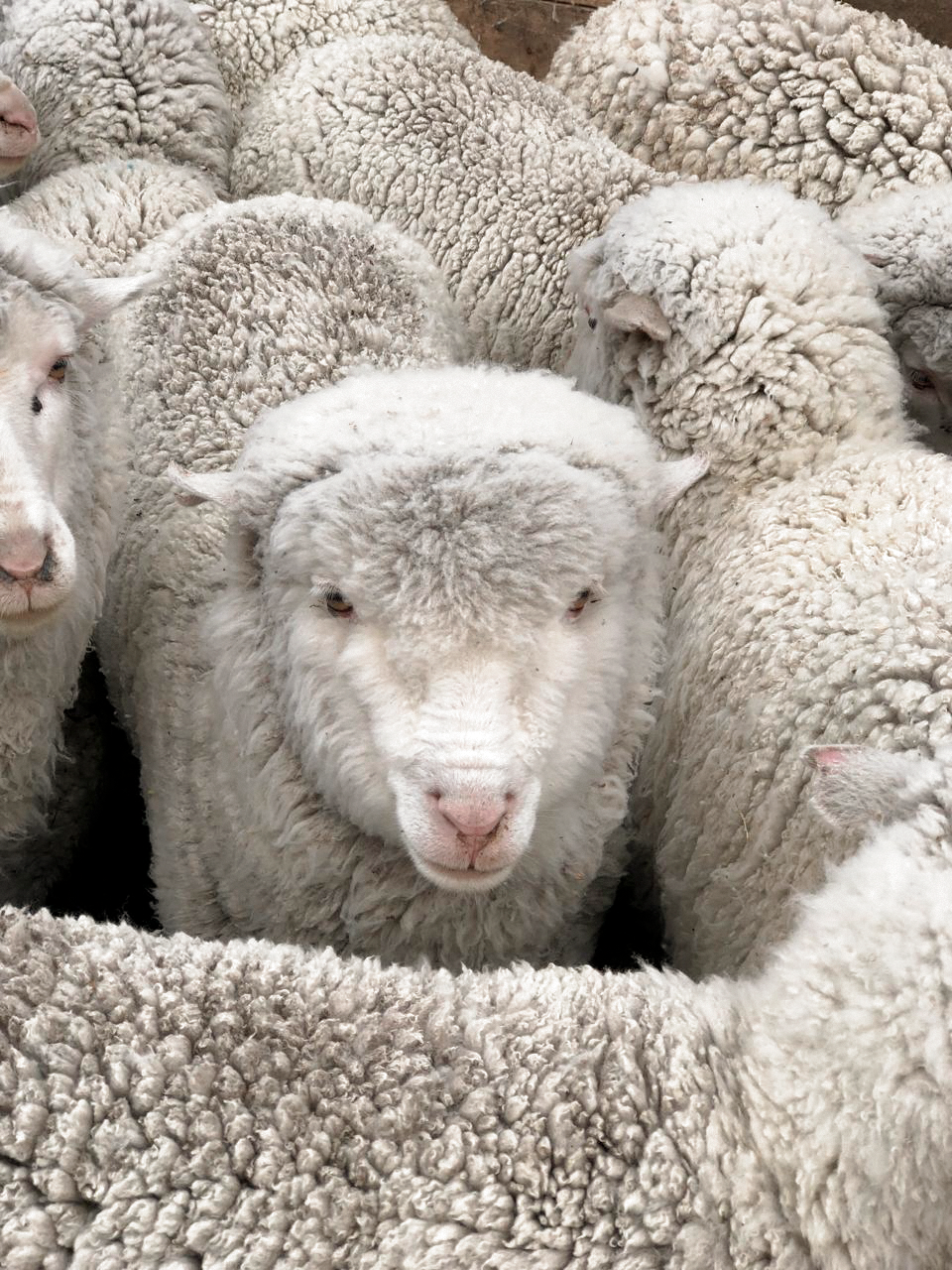 Australian merino wool used in Gorina Atelier